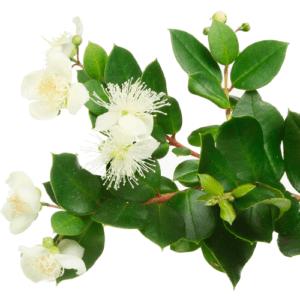 Raw myrtle