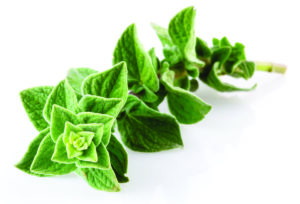 Sprig of oregano